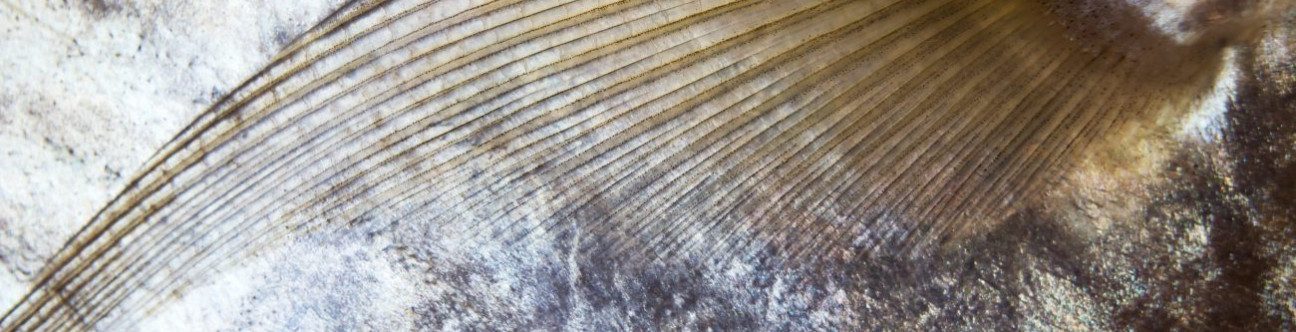 BSA Advises GCC Sushi Shop Franchisee On Buyout