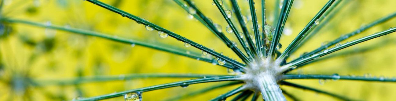 BSA in Association With Jebel Ali Free Zone (JAFZA) Hosts a Business Road-show For 300 Leading French Companies