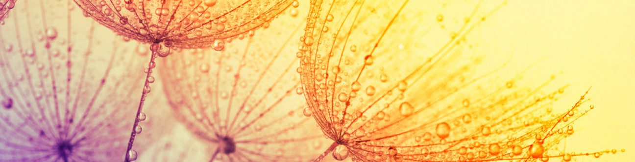 New Package of Fee Waivers for Various Government Services in the UAE