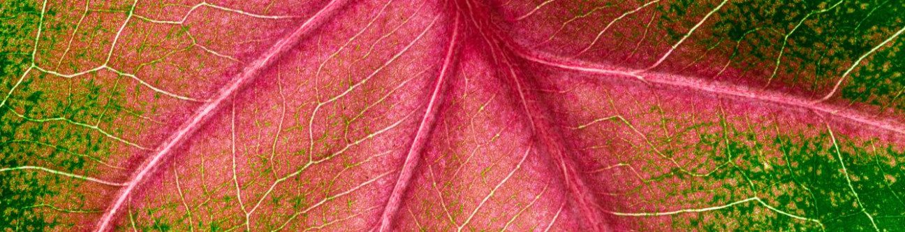 Nuts and Bolts of Decision No. 26 of 2020 Covering Small Claims Tribunals