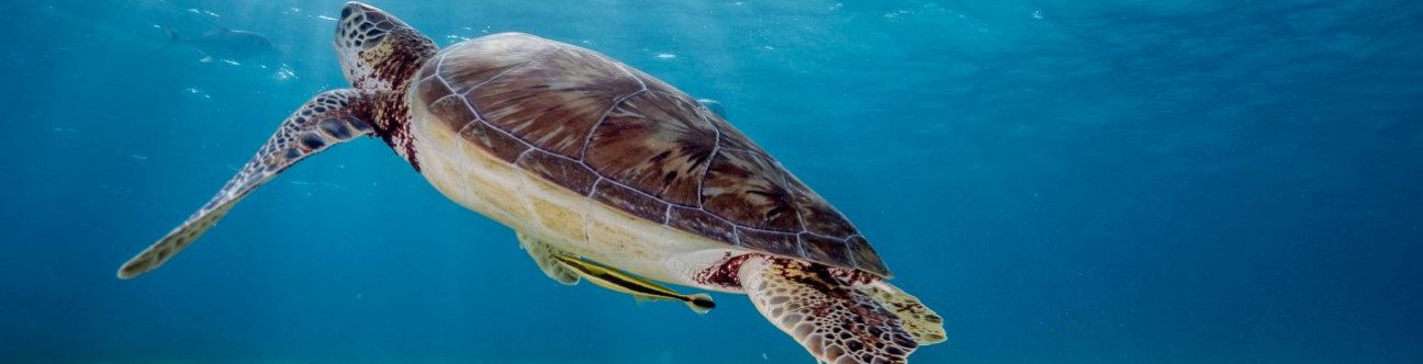 Setting up a business in Oman