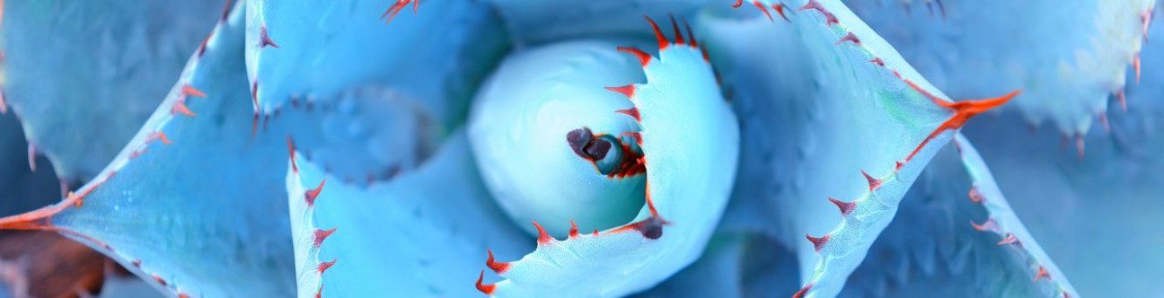 UAE Chapter on Sanctions