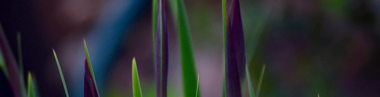 UAE Insurance Brokerage Regulations – Challenges in Reforming the Marketplace