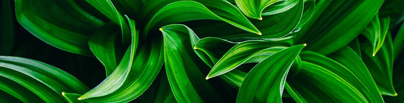 UAE Update on Trademark Protection & Online Enforcement in Dubai